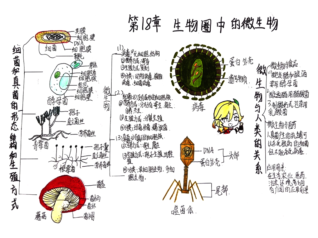七下生物生物圈中的微生物思维导图