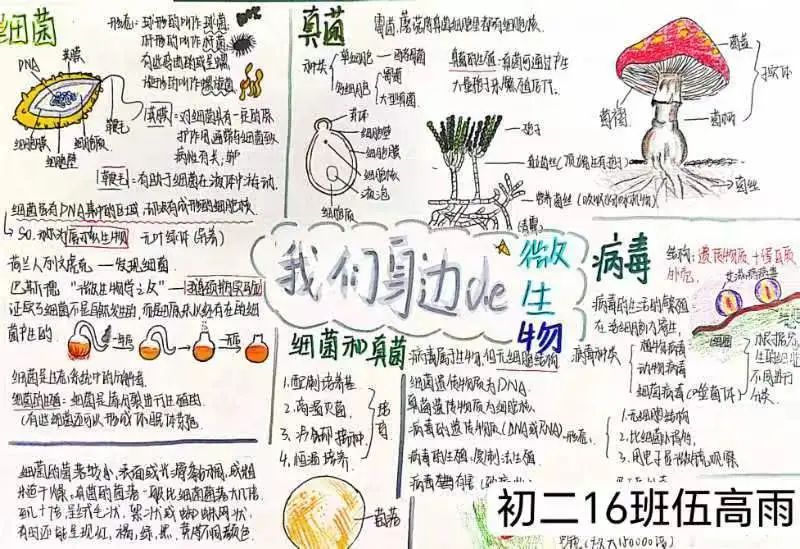 生物圈中的微生物思维导图-第6张